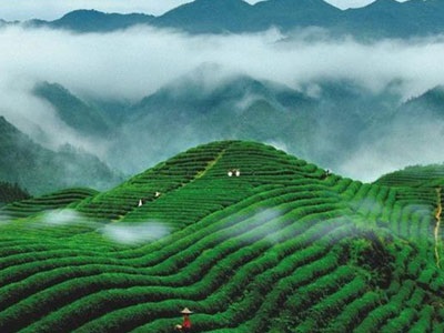 我國茶葉機械發展概況介紹